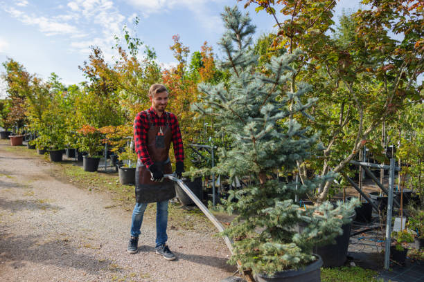 Best Tree Clearing Services  in Maud, TX